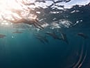 Ile-Maurice-Vitamin-Sea-dauphins